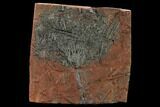 Silurian Fossil Crinoid (Scyphocrinites) Plate - Morocco #134237-1